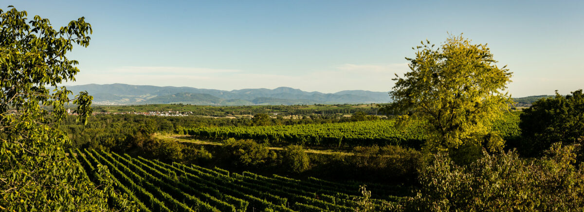 Bötzinger Lasenberg