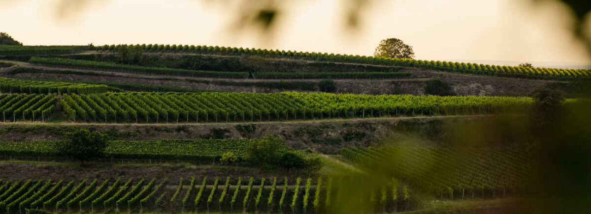 Bahlinger Silberberg