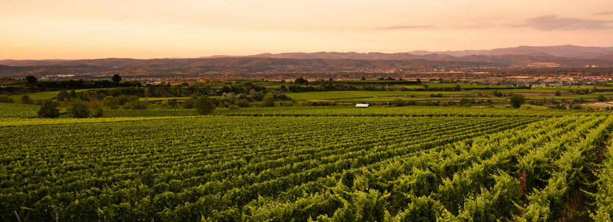 Eichstetter Herrenbuck